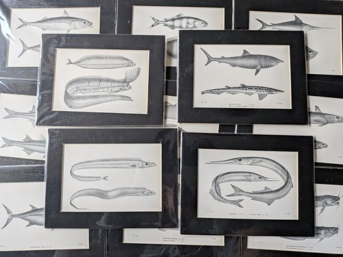 Original 1930s fish print - original,